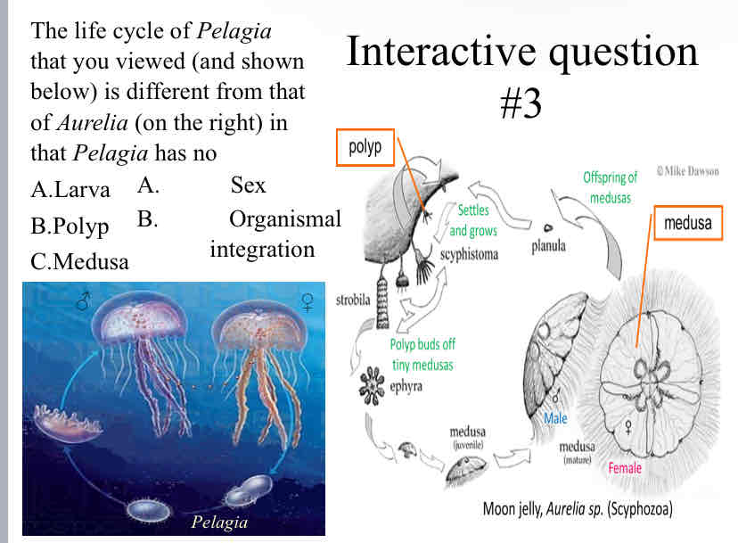 <p>Practice Question (Life Cycle) - The life cycle of <em>Pelagia</em>that you viewed (and shown below) is different from that of <em>Aurelia</em> (on the right) in that <em>Pelagia</em> has no</p>