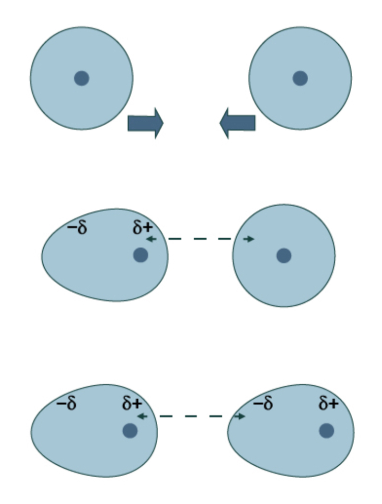 <ul><li><p>The electrons in non-polar molecules or atoms are constantly <strong>moving</strong>, and can accumulate on one side </p></li><li><p>This creates an <strong>instantaneous dipole</strong> due to an electron charge cloud</p></li><li><p>This dipole can <strong>induce</strong> a dipole on neighbouring molecules</p></li><li><p>These dipoles <strong>attract</strong> each other</p></li><li><p>Because the electron clouds are moving constantly, the dipoles are only temporary</p></li></ul><p>Atoms or molecules with more electrons have stronger Van der Waals forces because the electron charge cloud is more concentrated, so they have higher melting and boiling points</p>