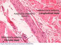 <p>Allows for peristalsis </p><p>Found between circular + longitudinal muscle layers </p><p>Oesophagus, stomach + small/large intestine </p>