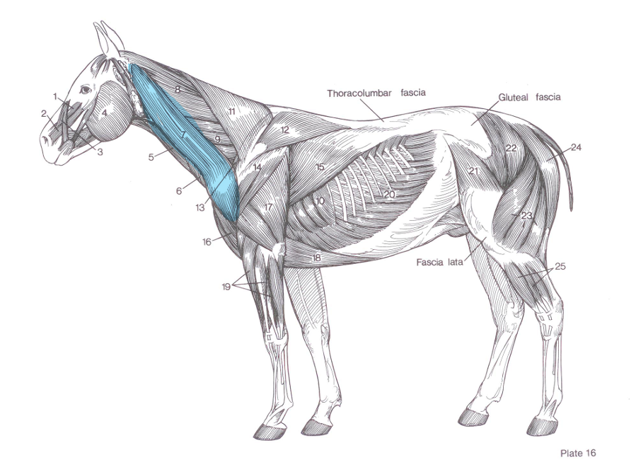 <p>Name of highlighted muscle?</p>
