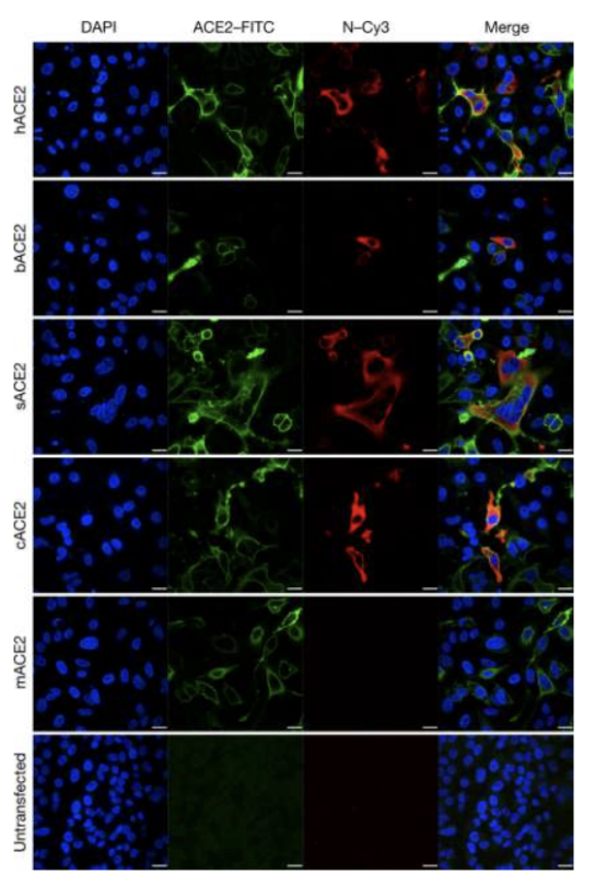 <p>_ is sufficient to make the cells susceptible to infection</p>