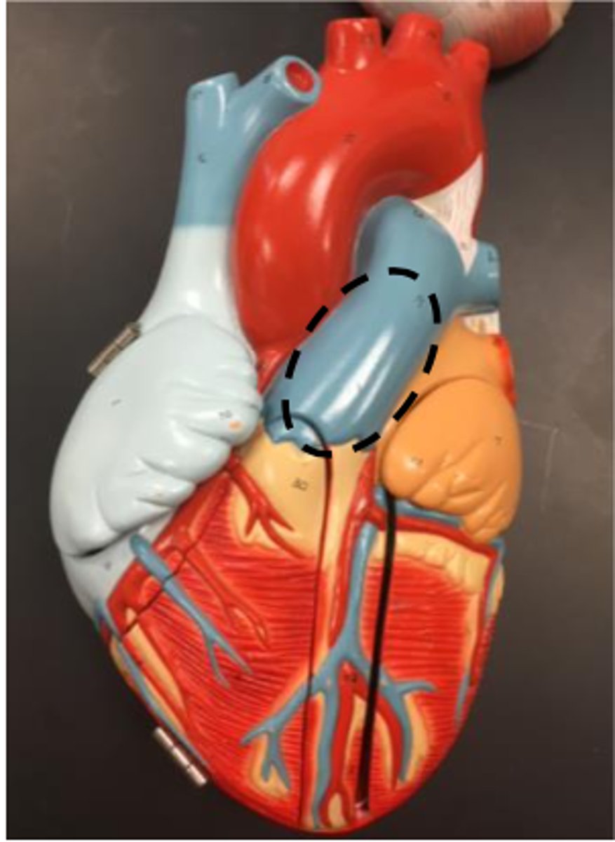 <p>is slightly anterior and is to the left of the ascending aorta</p>