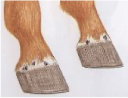 <p>black spots on white coronet on horse feet</p>