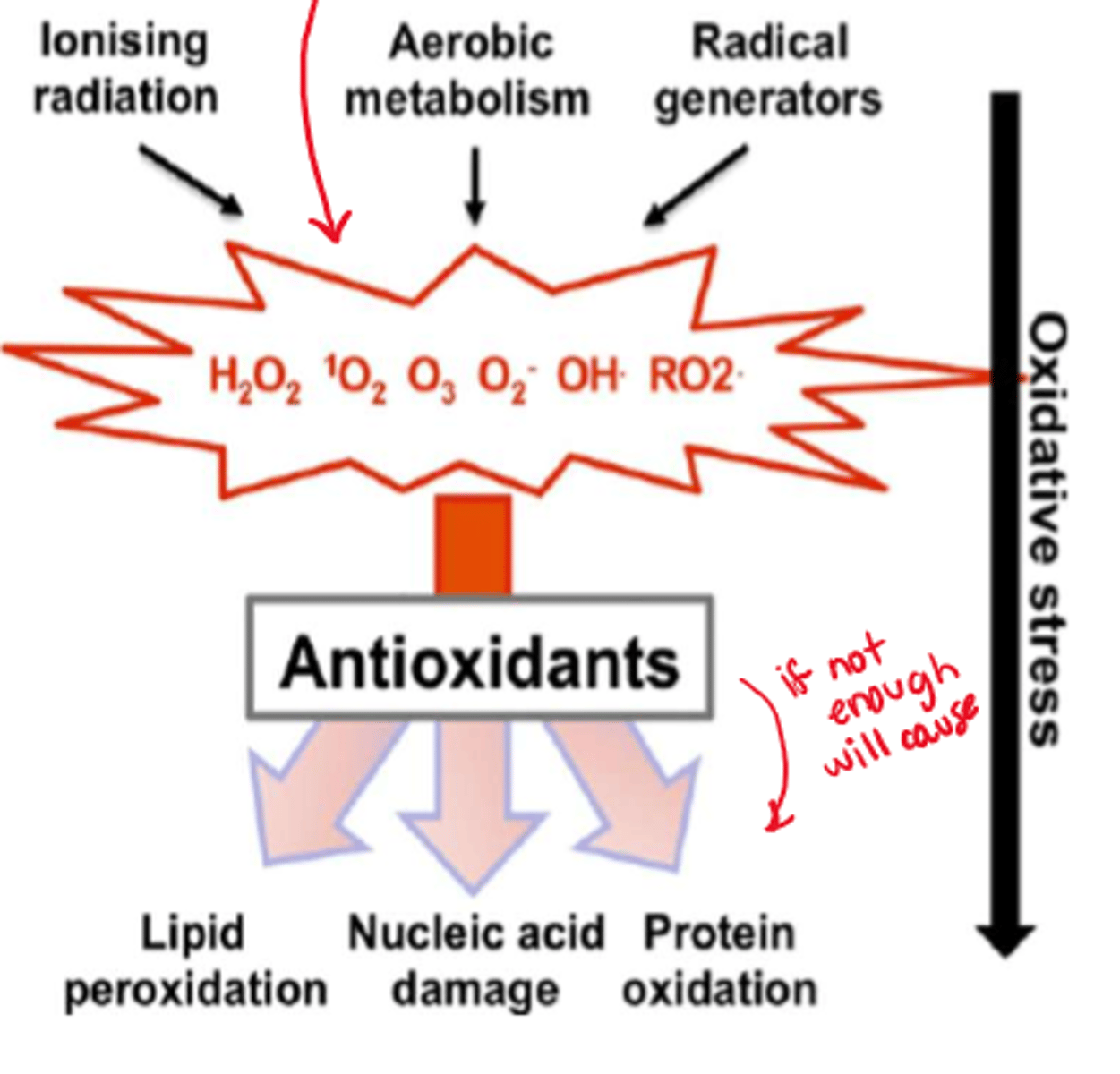 <p>- balanced by 'antioxidants' &amp; endogenous scavengers (eg. catalase)</p><p>- these antioxidants phagocytose &amp; interrupt presence of ROS, decreasing damage that can be caused</p>