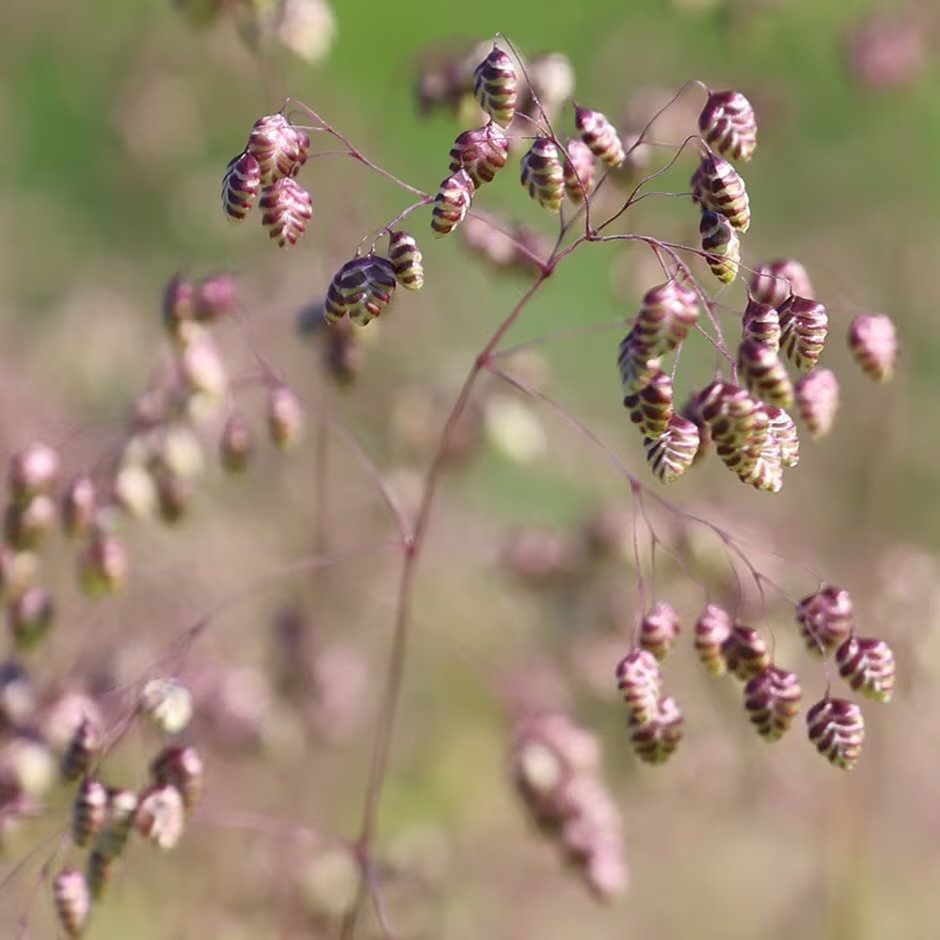 <p>Quaking grass</p>