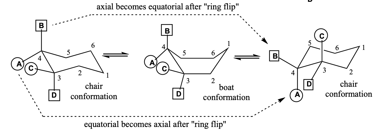 <ul><li><p>After a ring flip, all the previous equatorial positions now become axial, and all the previous axial positions are now equatorial.</p></li><li><p>After a ring flip, all the previous "up" positions will stay "up", and all the previous "down" positions will stay "down".</p></li><li><p>A &amp; C point away from ring, B &amp; D point up and down</p></li></ul><p></p>