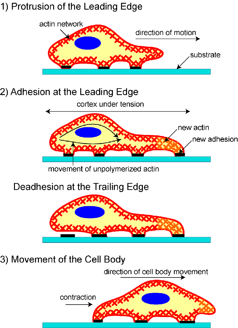 <p>What is this diagram depicting?</p>