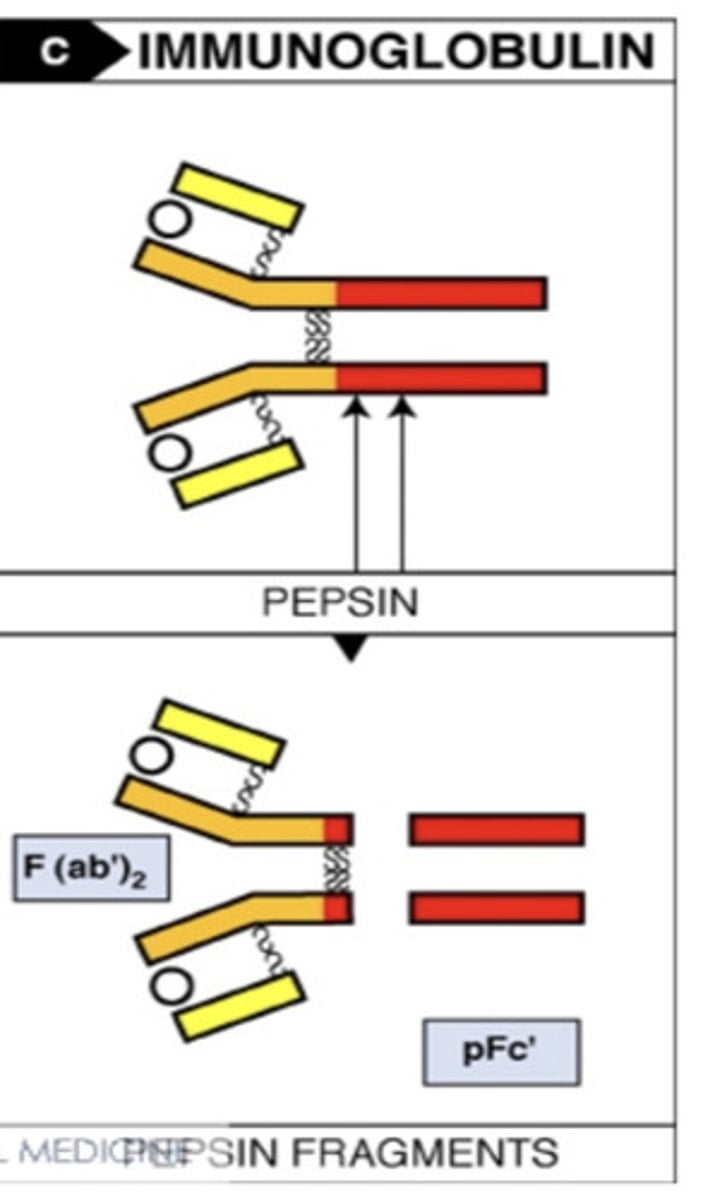 <p>when the pepsin cleavage breaks the antibody below the disulfide bond, it results in ...</p>