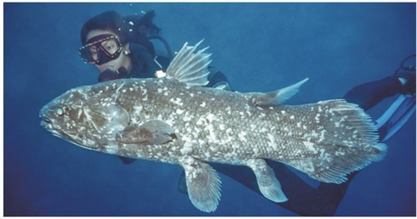 <p>coelacanths</p><p>thought to have gone extinct 75 MYA, but found in 1938</p><p>rod-shaped bones surrounded by thick layer of muscle in pectoral + pelvic fins</p><p>osteichthyans</p>
