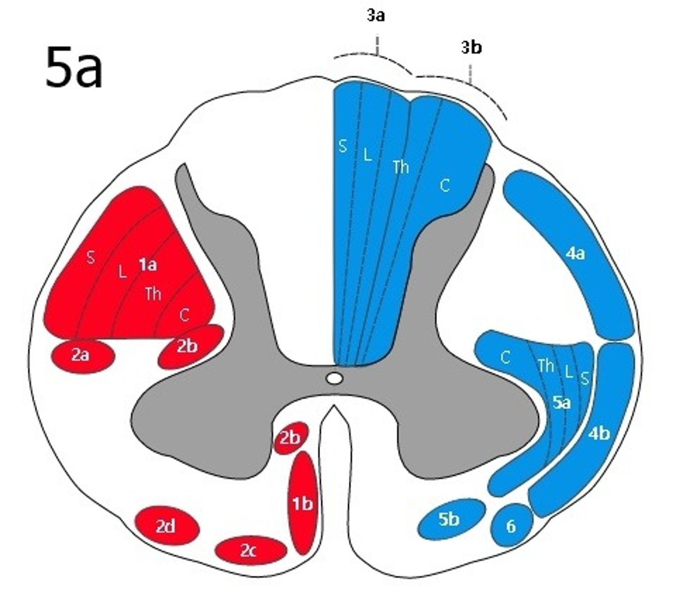 <p>- pain and temperature</p><p>- decussate in spinal cord when they enter</p>