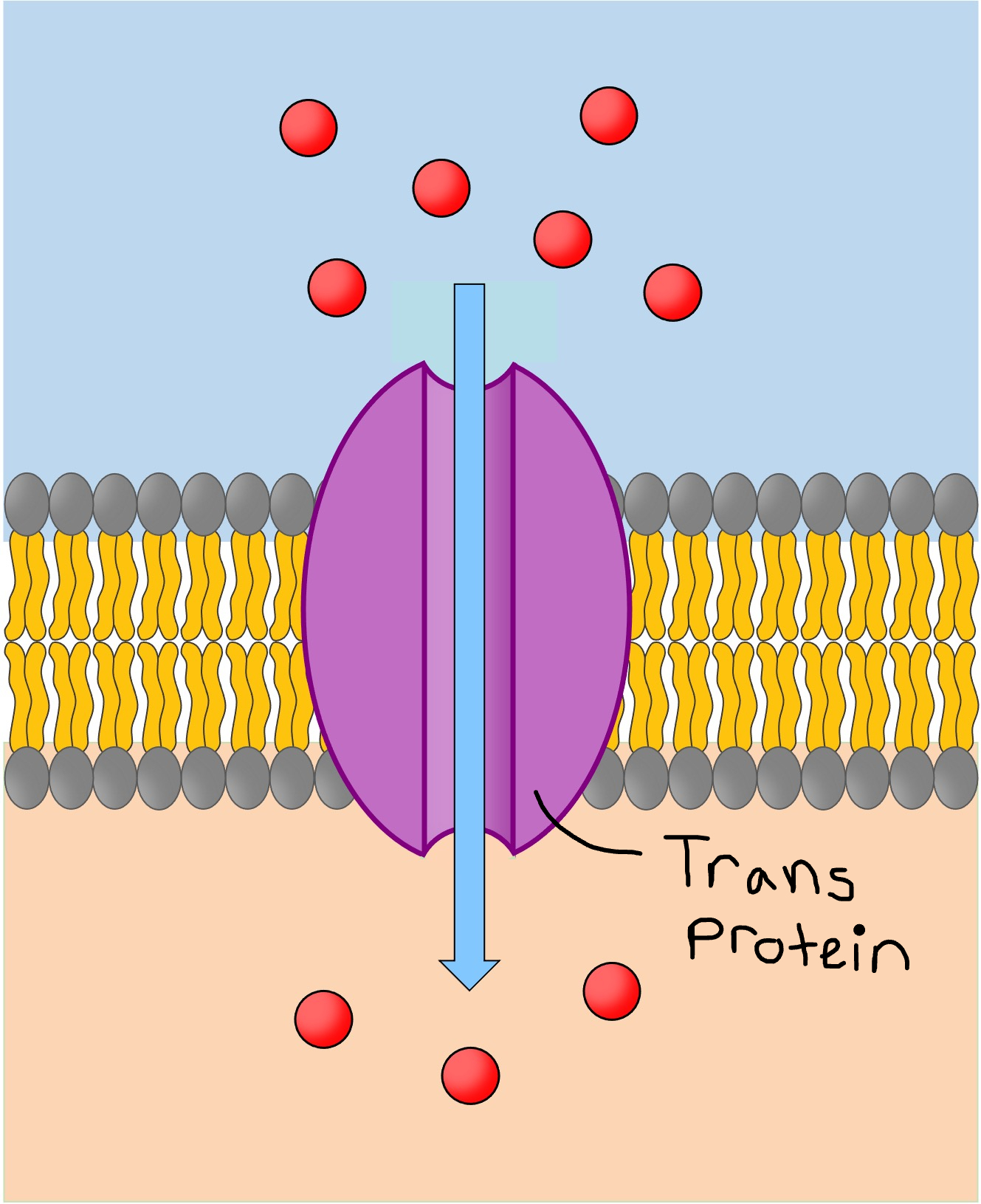 <ul><li><p><strong>Aided by a transport protein</strong></p></li><li><p><strong>Transport proteins are substance specific</strong></p></li><li><p>Examples: Glucose, Amino Acids</p></li></ul><p></p>