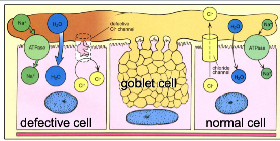 <p>D. Ciliated cells</p>