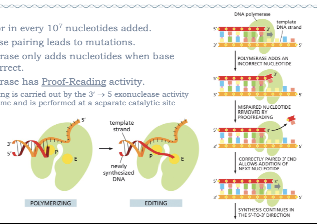 <ul><li><p>VERY ACCURATE!!!</p></li><li><p>ABOUT 1 ERROR IN EVERY 10<sup>7 </sup> NUCLEOTIDES ADDED</p></li><li><p>INCORRECT BASE PAIRING LEADS TO MUTATIONS</p></li><li><p>DNA POLYMERASE ONLY ADDS NUCLEOTIDES WHEN BASE PAIRING IS CORRECT </p></li><li><p>DNA POLYMERASE HAD PROOF-READING ACTIVITY</p><ul><li><p>PROOF-READING IS CARRIED OUT BY THE 3’—→5’  EXONUCLEASE ACTIVITY OF THE ENZYME AND IS PERFORMED AT A SEPARATE CATALYTIC SITE </p></li></ul></li></ul><p></p>