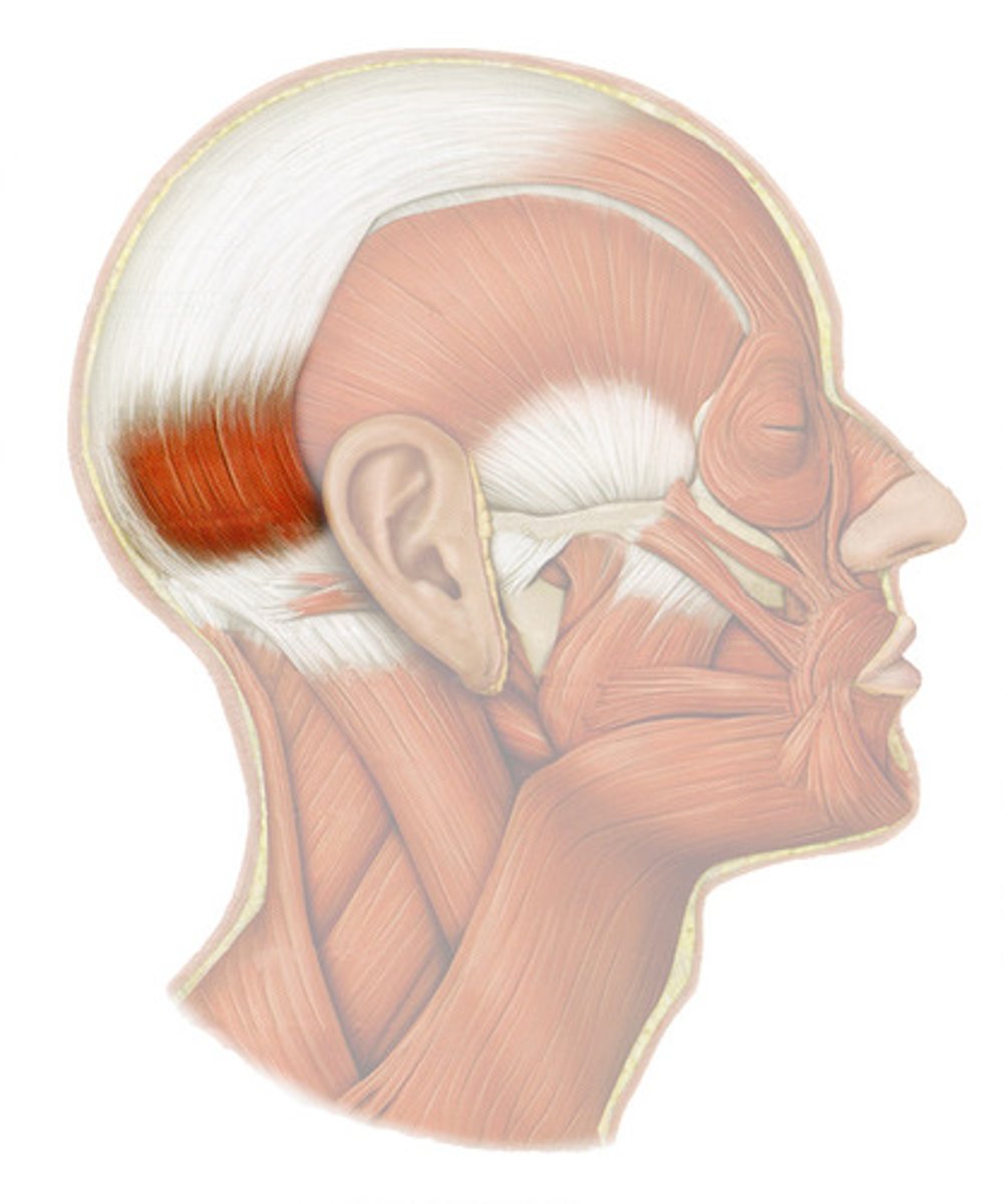 <p>retracts scalp</p>