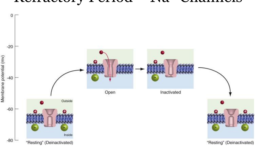 <p>– <strong>Absolute refractory period</strong> – no amount of stimulation can trigger another action potential </p><p>• action potentials <strong>unidirectional</strong> (forced to go in the forward direction)</p><p>• axon before AP in refractory state </p><p>• axon ahead of AP has not been stimulated yet </p><p>–<strong> Relative refractory period </strong>– stronger than normal stimulus is required to stimulate an action potential</p>