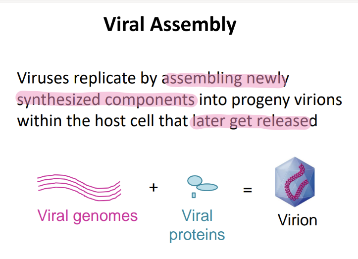 <p>new components hop into PROGENY virions that later get released </p>