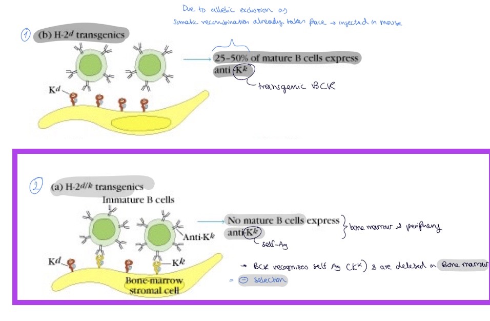 <p>n mature B cells express anti K<sup>k</sup> (self Ag) ans the BCR that recognises self Ag are deleted in the bone marrow due to negative selection </p>