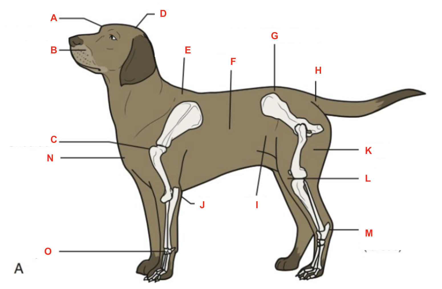 <p>Identify what part of the body is labelled “K”</p>