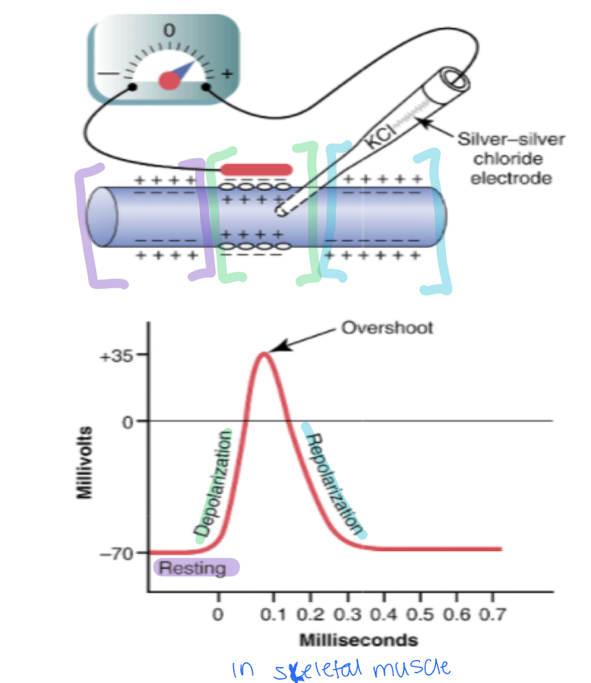 <p>Rapid changes in the membrane potential that spreads rapidly along the nerve fiber membrane (in skeletal muscle)</p><p>Each AP begins with sudden change from normal RMP to positive potential (resting to depolarization) and then rapidly equal change back to negative potential due to the opening and closing of voltage-gated sodium and potassium channels (repolarization). </p>