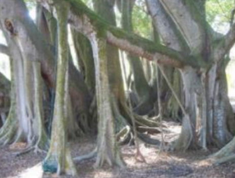 AERIAL ROOTS