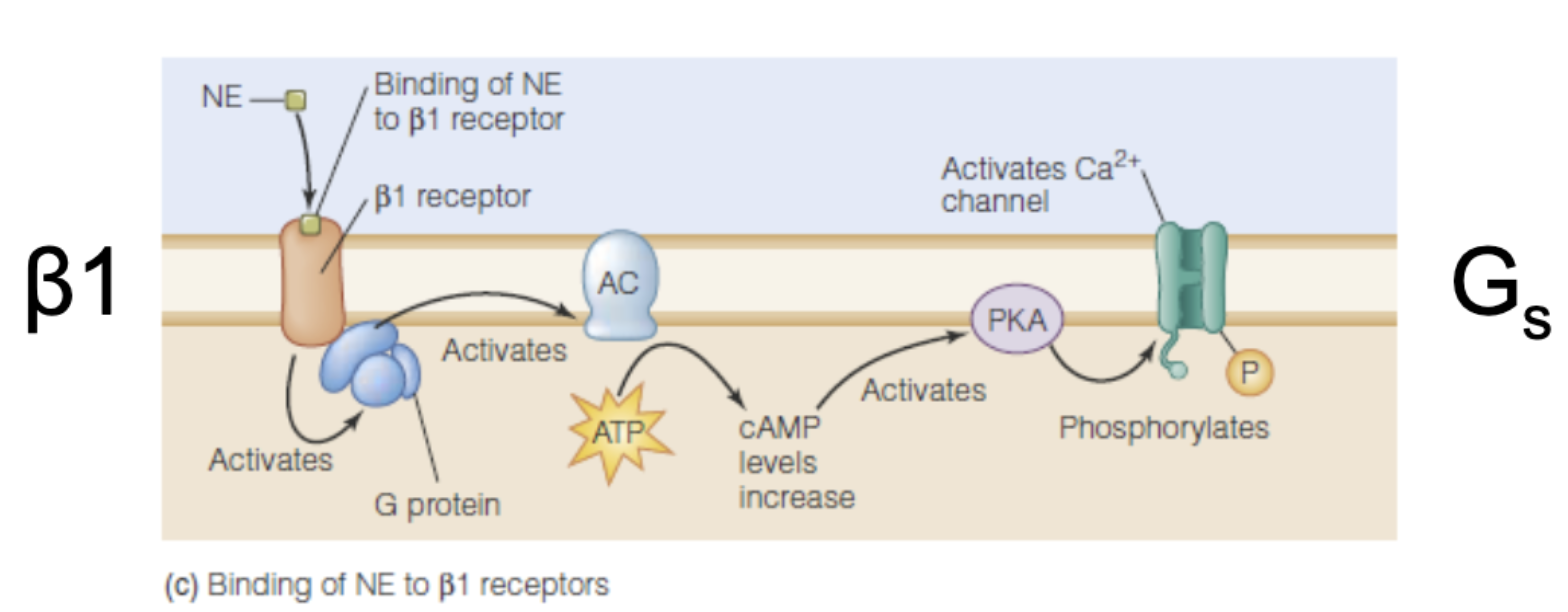 <ul><li><p>When norepinephrine binds to <mark data-color="blue" style="background-color: blue; color: inherit;">B1 receptor</mark>, activates <span style="color: blue;">Gs protein</span></p></li><li><p>Gs protein has 3 subunits:</p><ul><li><p>Alpha subunit  + 2 others</p></li></ul></li></ul><ul><li><p><span style="color: blue;">Alpha subunit</span> of Gs protein dissociate from the other 2 and talks to enzyme adenyl cyclase</p></li><li><p><span style="color: blue;">Adenyl cyclase</span> turns ATP into cyclic AMP (messenger)</p></li><li><p><span style="color: blue;">Cyclic AMP</span> activates Protein Kinase A (PKA)</p></li><li><p><span style="color: blue;">PKA</span> phosphorylates - activates <span style="color: blue;">Ca2+ channel</span>, making them easier to open, and <strong>cell becomes more excitable</strong></p></li></ul><p></p>