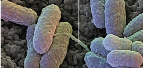 <ul><li><p><strong>Pili</strong>: Protein structure that cells construct to connect themselves with another cell</p></li><li><p>A cell can now send a copy of DNA to the other cell</p></li><li><p>Longer than Fimbriae, shorter than flagella </p></li><li><p>1-2 Pili per cell </p></li><li><p>Mediate conjugation</p></li></ul><p></p>