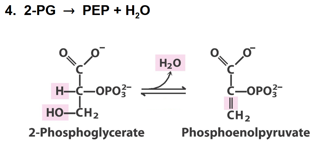 <p>what enzyme</p>