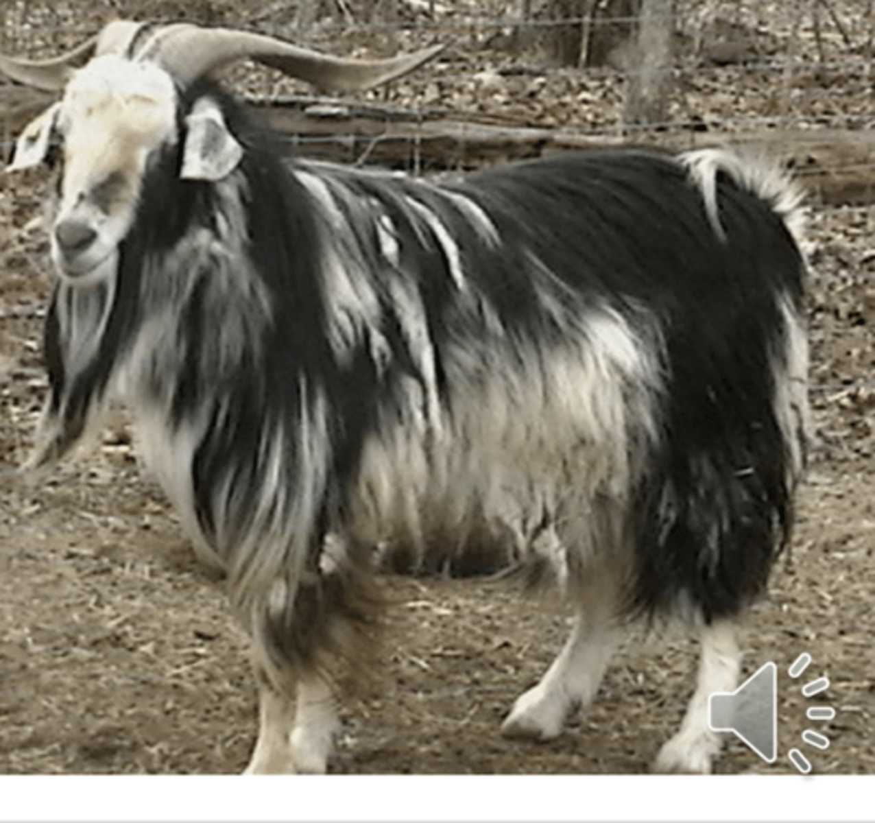 <p>a.Known for quality coat</p><p>Angora - quality mohair</p><p>Cashmere - high quality and soft fibers</p>