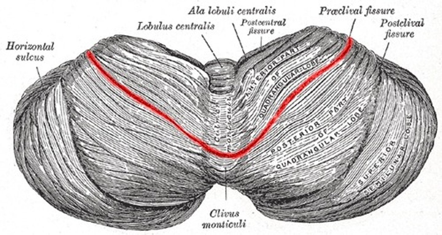 <p>folds of cerebellum</p>