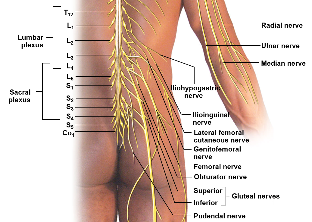 <p>Sacral plexus</p>