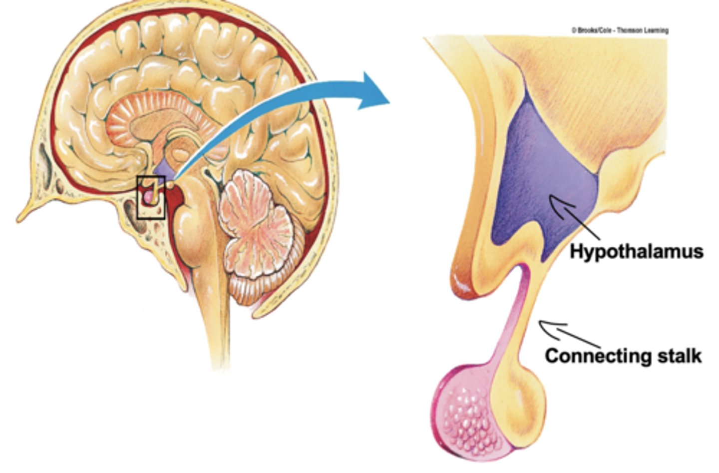 <p>connection between the hypothalamus and the pituitary gland</p>