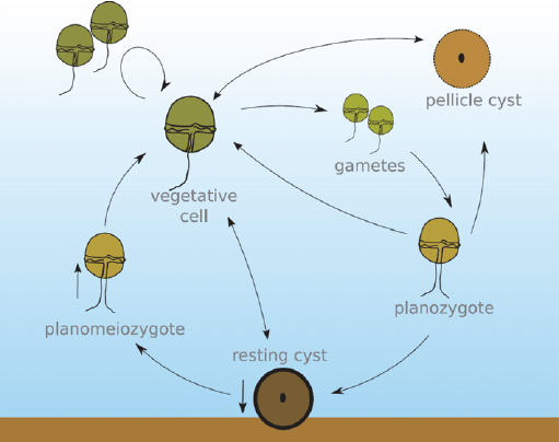 <p>usually asexual reproduction w mitosis</p>