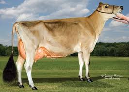 <p>What breed of cow is this?</p>