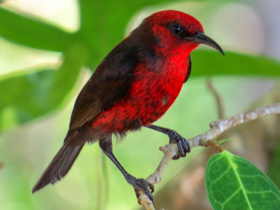 <p>Micronesian Honeyeater</p>