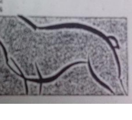 <p>rises over the loin an curves down to the tail as in the bulldogs, Bedlington Terrier and some Greyhounds</p>