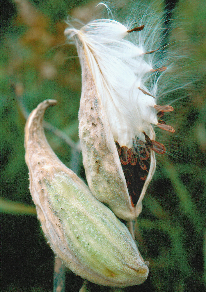<p>What kind of fruit is milkweed?</p>