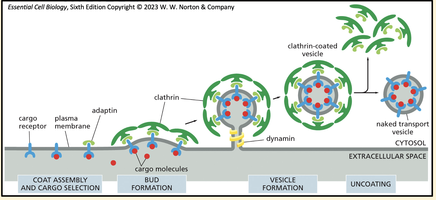 <ol><li><p>Cargo receptors, with their bound cargo, are captured by adaptins</p></li><li><p>Adaptins also bind clathrin molecules to the cytosolic surface of the budding vesicle</p></li><li><p>Clathrin starts shaping the membrane into a vesicle </p></li><li><p>Dynamin (a GTP binding protein) assembles around the neck of budding vesicles to pinch off the vesicle</p></li></ol><ol start="5"><li><p>After budding the coat proteins are removed and the naked vesicle can fuse with its target membrane </p></li></ol><p></p>