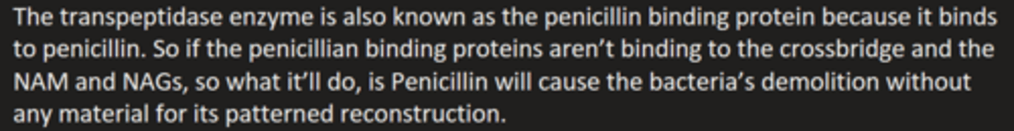 <p>Interferes with final linking of peptidoglycan rows by peptide cross bridges.</p>