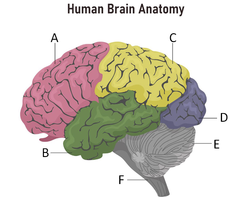 <p>Temporal lobe - hearing</p>