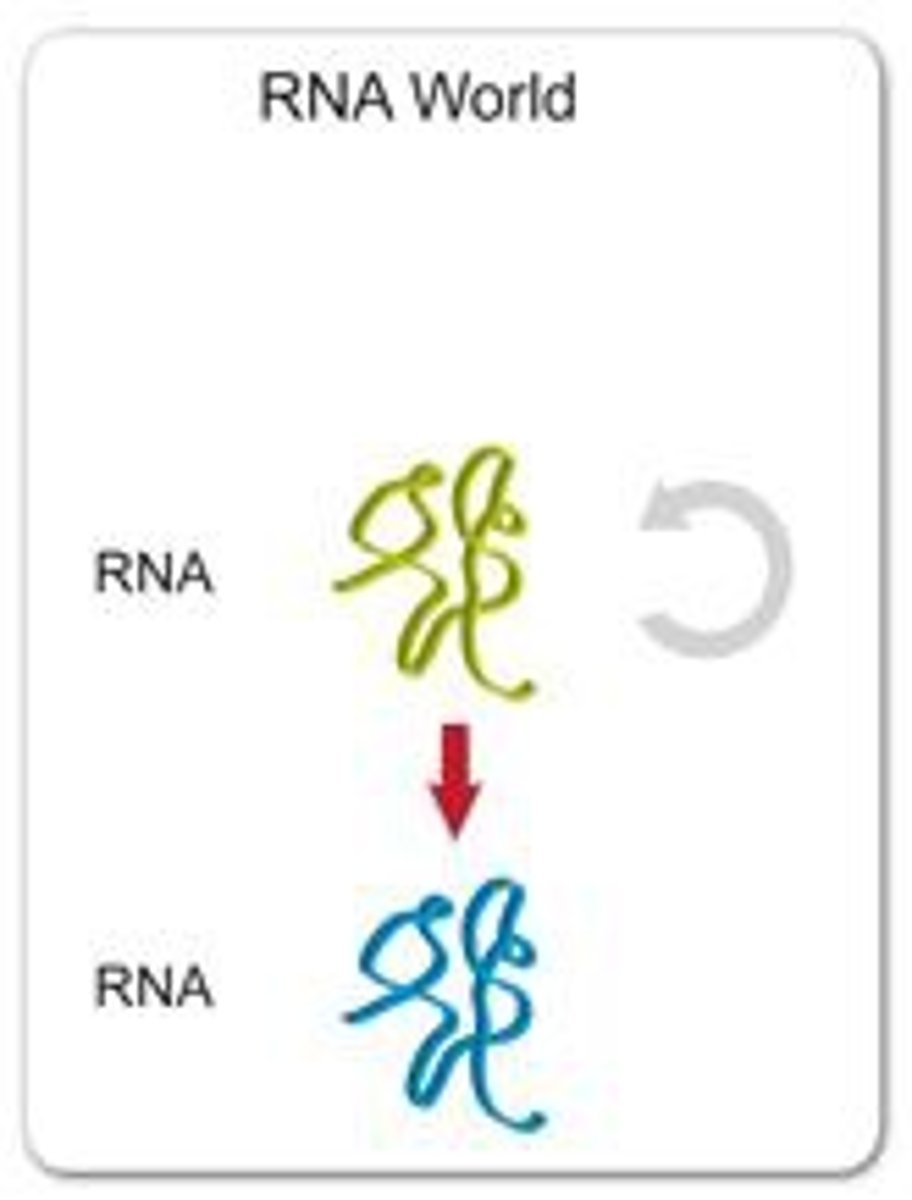 <p>· The first life forms were self-replicating RNA molecules</p><p>- RNA uses itself as a template to make more RNA</p>