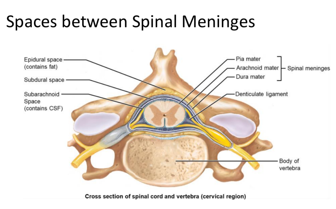<p>Subdural Space</p>