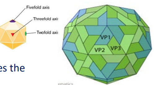 <p>Symmetrical viruses</p>