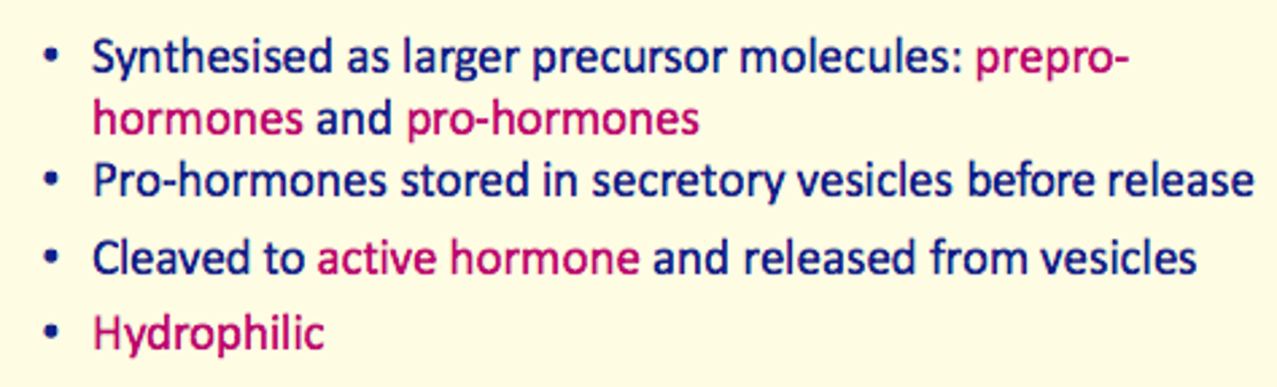 <p>1) Synthesised as larger precursor molecules = prepro-hormones and pro-hormones</p><p>2) Pro-hormones stored in secretory vesicles before release</p><p>3) Cleaved to → active hormone and released from vesicles</p><p>4) Hydrophilic </p>