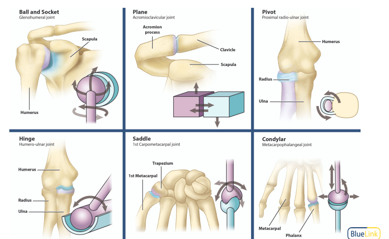 <p>Bones joined by a <strong><u>fibrous capsule</u></strong> (dense irregular connective tissue) enclosing a <strong><u>cavity</u></strong> around the joint</p>