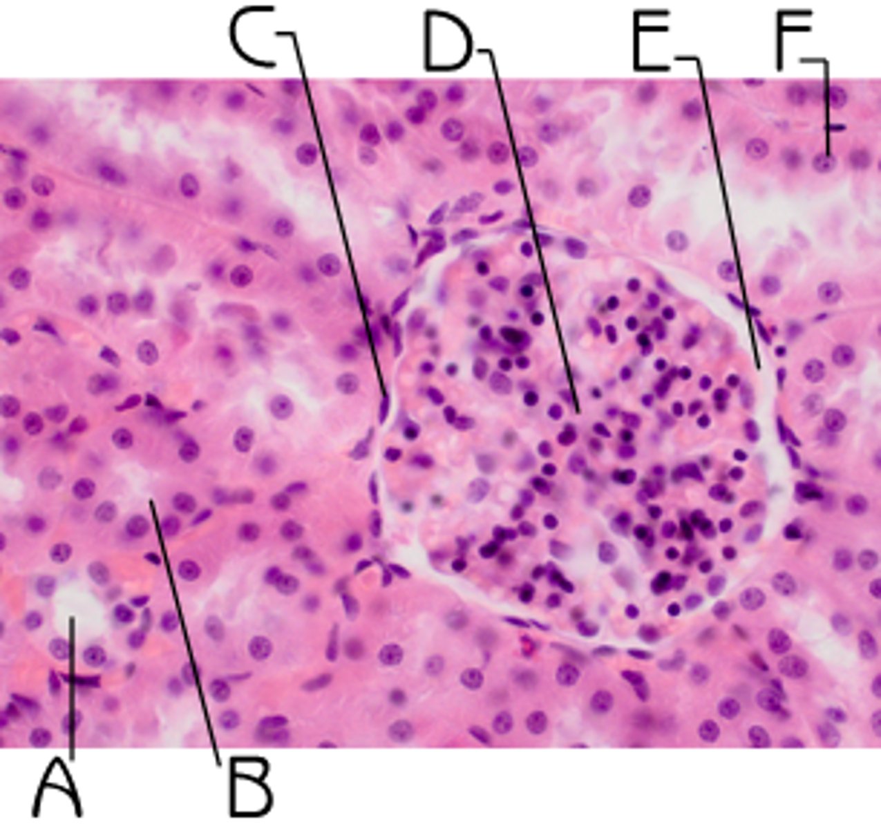 <p>study of tissues (groups of specialized cells)</p>