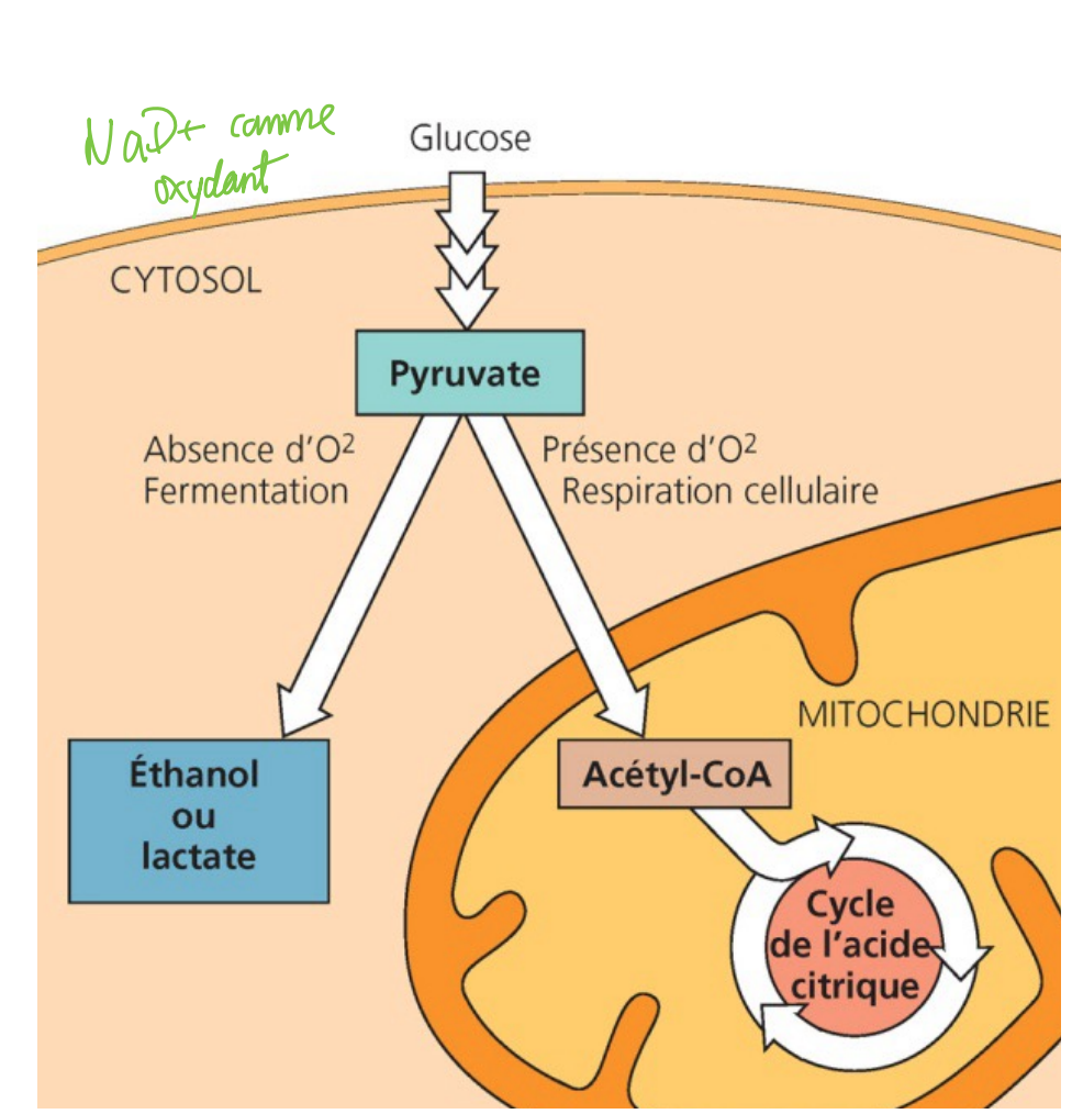 <p>Respiration cellulaire anaérobie : • accepteur final d'électrons = pas O2</p><p>(autres molécules ou composés)</p><p>• implique aussi des chaînes de transport d'électrons</p><p>• moins énergétique</p><p></p><p>Fermentation : • En absence d'O2 et sans chaîne de transport d'électrons</p><p>• à partir de glucose transformé en pyruvate (glycolyse)</p><p>• principalement microorganismes unicellulaires</p>