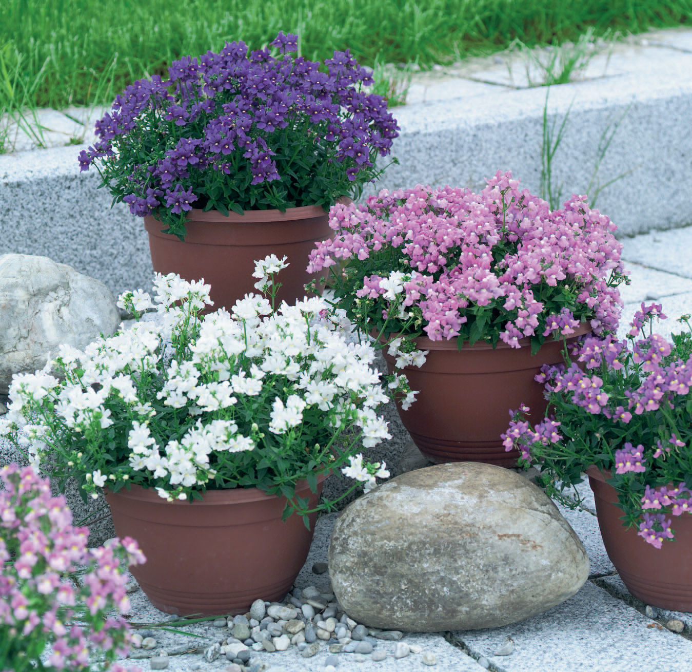 <p>Nemesia</p>