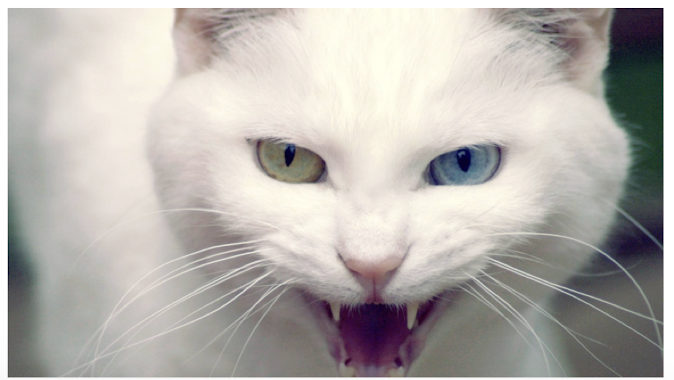<p>Which urogenital protozoa is transmitted by <strong>ingestion of infected cat feces, raw or undercooked meat, and vertical transmission </strong>and causes <strong>toxoplasmosis?</strong></p><ul><li><p>from <strong>asymptomatic</strong> or <strong>mild flu-like symptoms</strong> to <strong>severe</strong> <strong>encephalitis (pregnancy)</strong></p></li><li><p><span>leading cause of death from food-borne illness in US</span></p></li></ul>
