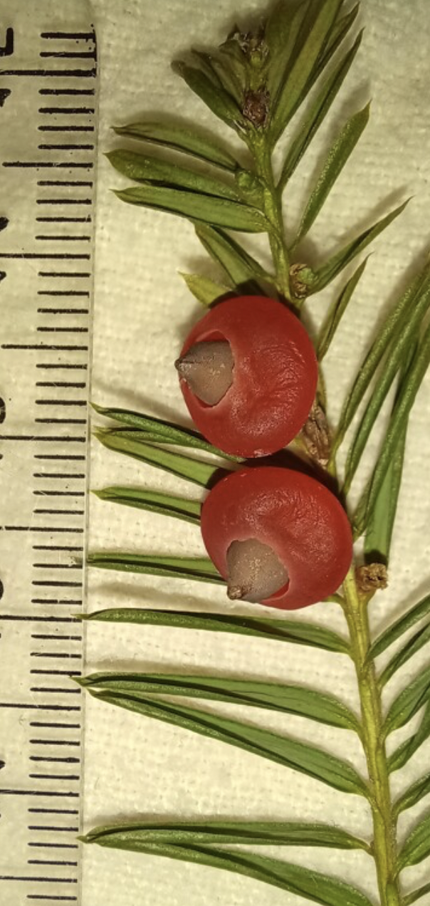 <p>Taxus brevifolia</p>