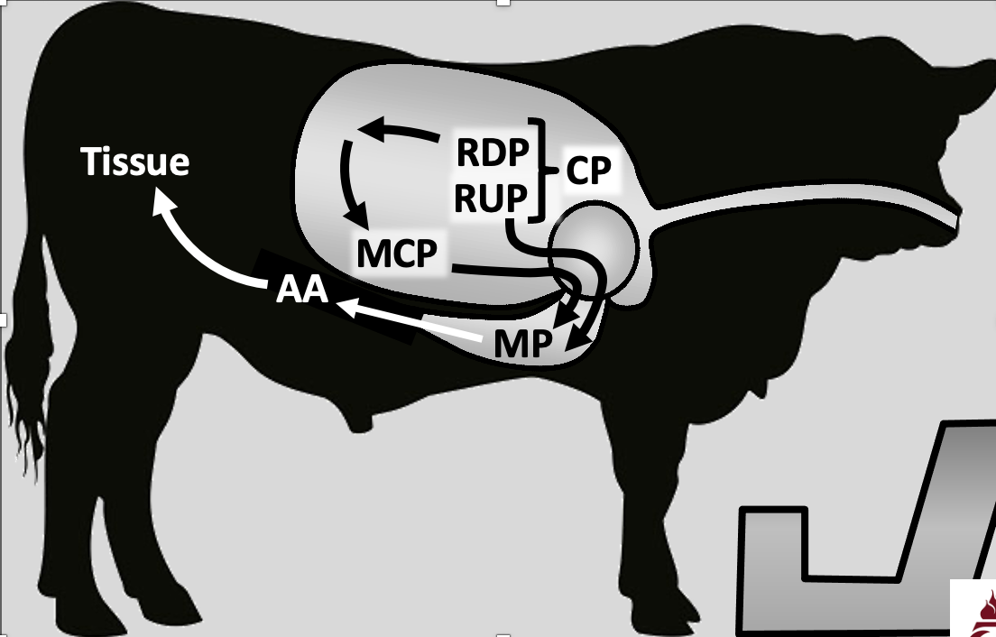 microbes degrade RDP to ammonia and rest of protein (RUP) cannot be degraded by microbes

rumen can also synthesize protein from many sources of Nitrogen (RDP and NPN)